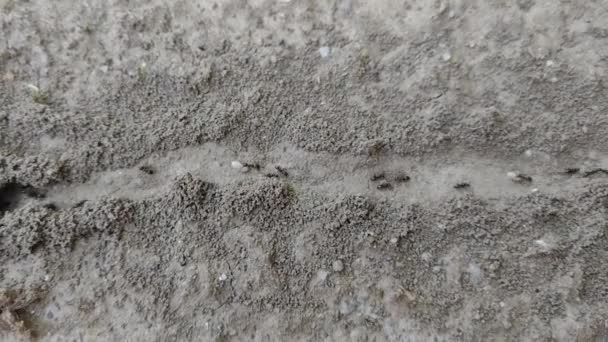 Formigas Movendo Longo Determinado Caminho — Vídeo de Stock