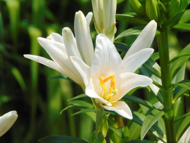 Formosan zambağı yazın