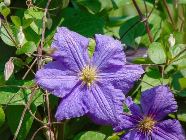 Purple Clematis Flor Verano Rumania — Foto de Stock
