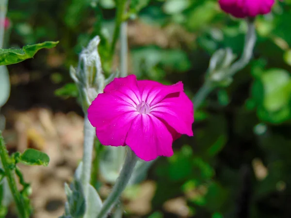 Rosa Campion Silene Coronaria Flor Verano — Foto de Stock