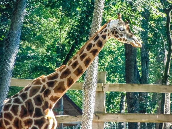 Giraffe Enclosure Zoo — Stock Photo, Image