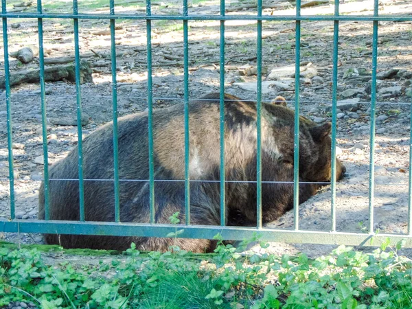 Urso Zoológico Vida Selvagem — Fotografia de Stock