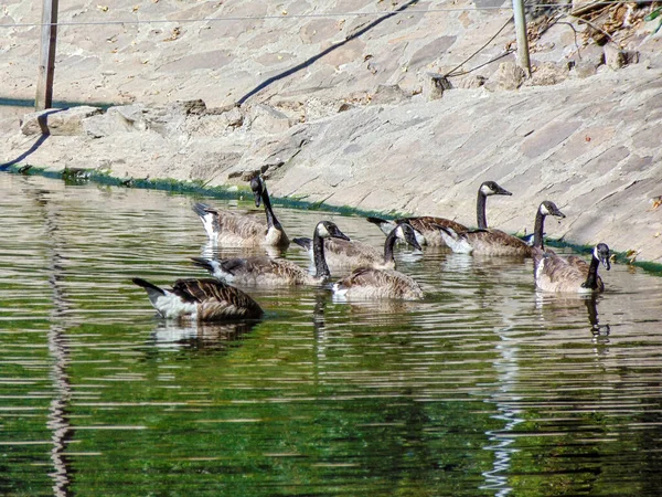 Kanada Gans Auf Dem Wasser Tiere — Stockfoto