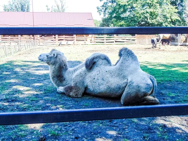 Camello Zoológico Suelo — Foto de Stock