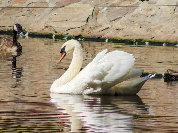 Swan Water Animals — Stock Photo, Image