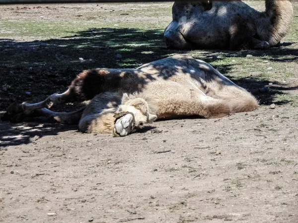 Dos Camellos Zoológico Suelo — Foto de Stock