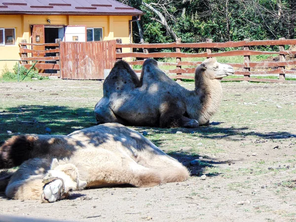 Två Kameler Zoo Marken — Stockfoto