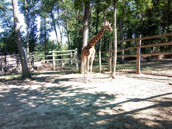 Giraffe Een Leefruimte Dierentuin — Stockfoto