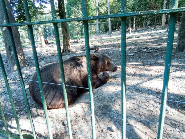 Beer Dierentuin Grond — Stockfoto