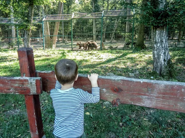 Bir Çocuk Hayvanat Bahçesindeki Ayılara Bakıyor — Stok fotoğraf