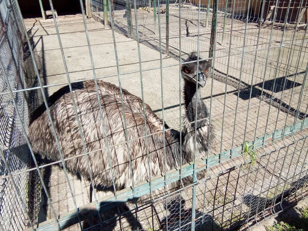 Ptak Emu Zagrodzie Zoo — Zdjęcie stockowe