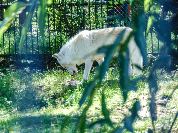 White Wolf Eats Zoo Stock Photo