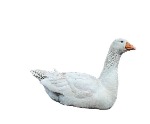 White Goose Isolated White Background — Stock Photo, Image