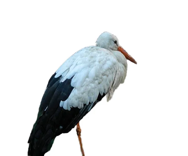 Storch Isoliert Auf Weißem Hintergrund — Stockfoto