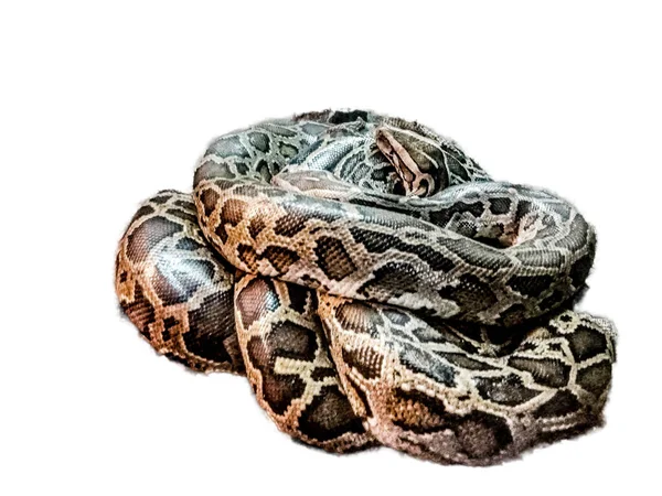 Serpente Python Isolado Branco — Fotografia de Stock
