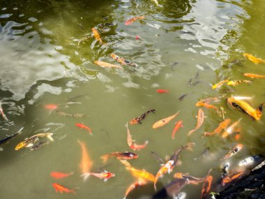 Koi sazan balık göl