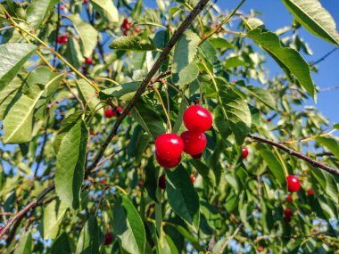 Romanya 'da ağaçtaki olgun kirazlar