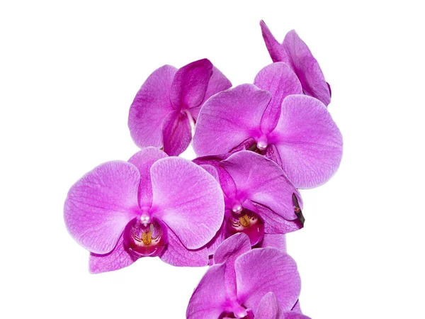 Flor Orquídea Isolada Sobre Fundo Branco — Fotografia de Stock