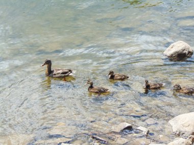 Güneşli bir yaz gününde Romanya 'nın Maramures kentinde ördek yavrularıyla birlikte suda ördek gibi yüzüyor.