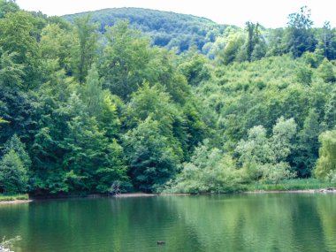 Bodi Gölü ve yazın ağaçlar - Maramures, Romanya