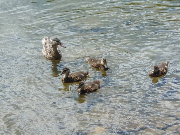 Ente Mit Ihren Entchen Auf Dem Wasser Einem Sonnigen Sommertag — Stockfoto