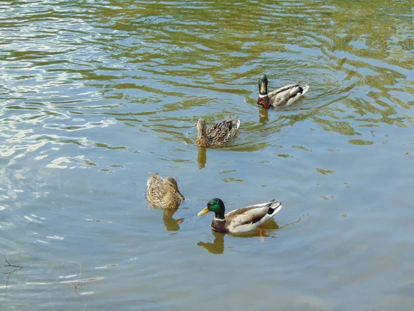 Enten Auf Dem Wasser Einem Sonnigen Tag Maramures Rumänien — Stockfoto