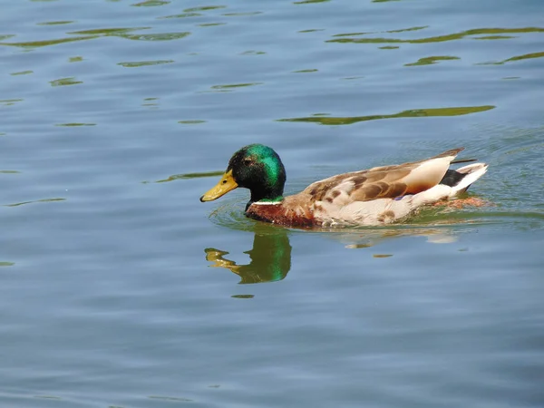 Pato Agua Día Soleado Maramures Rumania — Foto de Stock