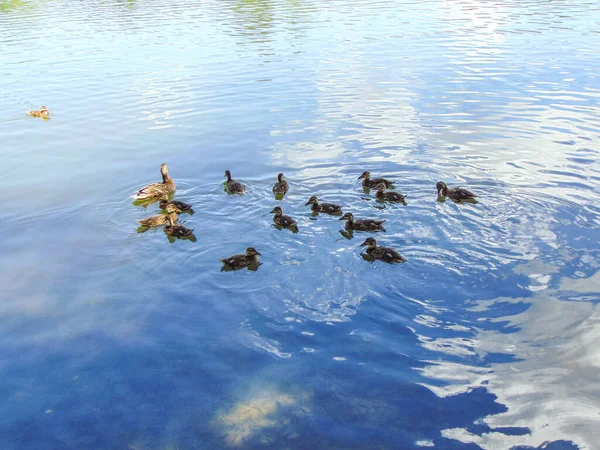 Enten Auf Dem Wasser Einem Sonnigen Tag Maramures Rumänien — Stockfoto