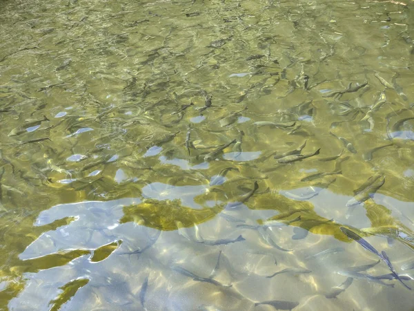 Sudaki alabalık balığı - doğa