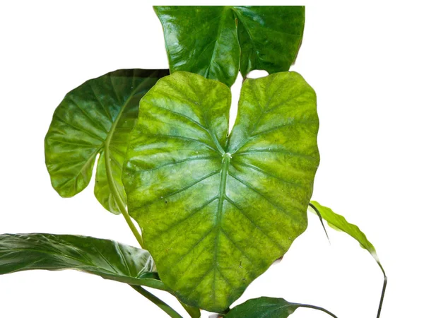 Cunjevoi (Alocasia brisbanensis) bitkisi beyaz üzerine izole edilmiş