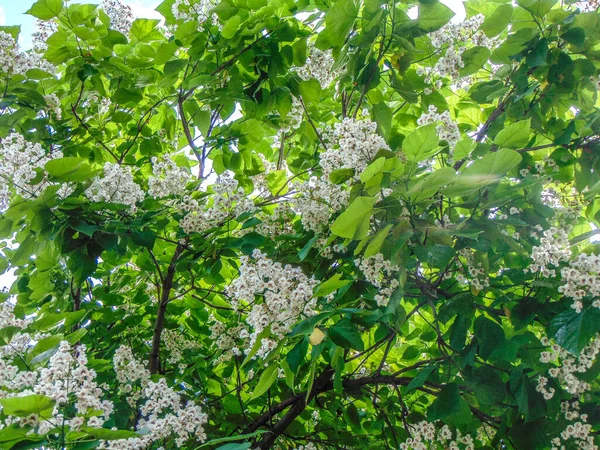 Цветущая Южная Катальпа Лето Природа — стоковое фото