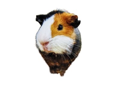 Beyaz arka planda izole edilmiş kobay faresi