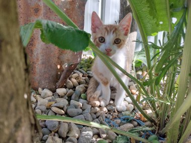 Romanya 'da çiftlikteki yaprakların arasında küçük bir kedi
