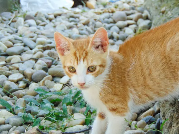 Retrato Pequeno Gato Close — Fotografia de Stock