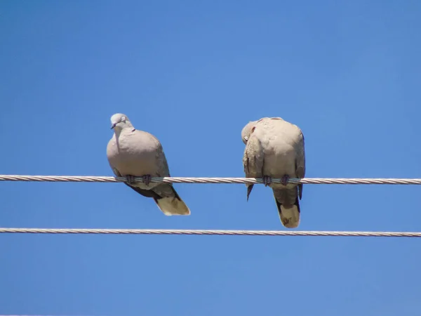 Два Евразийских Голубя Streptopelia Decaocto Линии Электропередач Румынии — стоковое фото