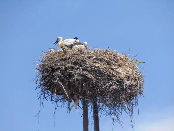 Cigognes Dans Nid Été Dans Comté Maramures Roumanie — Photo