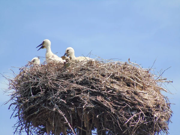 Ooievaars Een Nest Zomer Provincie Maramures Roemenië — Stockfoto