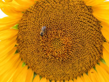 Romanya 'da ayçiçeği ve arı.