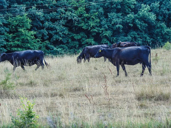 Fekete Angus Tehenek Legeltetés Nyáron — Stock Fotó