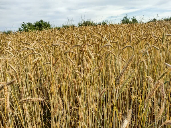 Romanya Nın Maramures Ilçesinde Yazın Buğday Tarlası — Stok fotoğraf