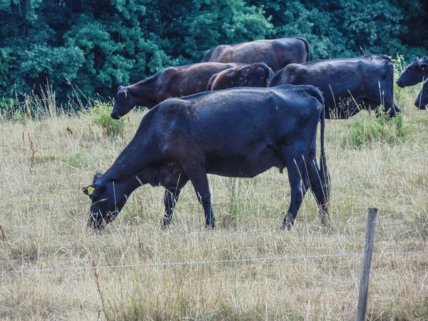 Черные Коровы Ангус Пасут Траву Летом — стоковое фото