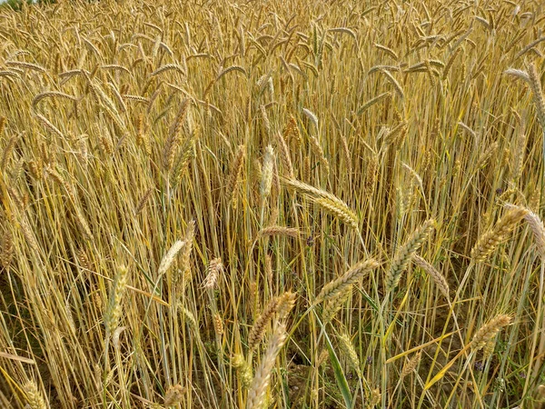 Pšeničné Pole Létě Okrese Maramures Rumunsko — Stock fotografie