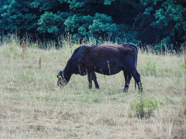 Μια Μαύρη Αγελάδα Angus Βόσκηση Καλοκαίρι — Φωτογραφία Αρχείου