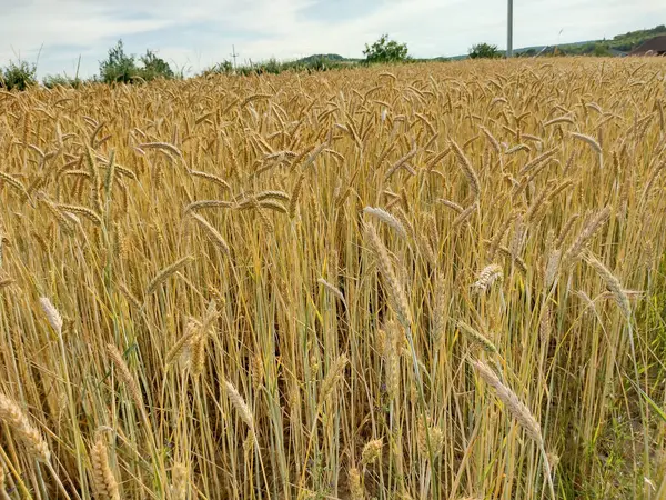 Romanya Nın Maramures Ilçesinde Yazın Buğday Tarlası — Stok fotoğraf