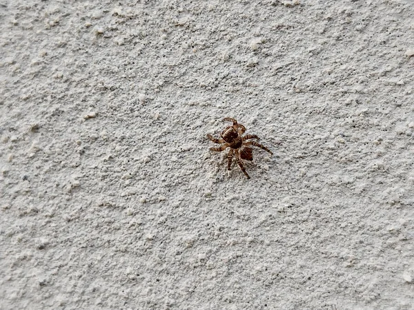 Pequeña Araña Una Pared Vista Macro — Foto de Stock