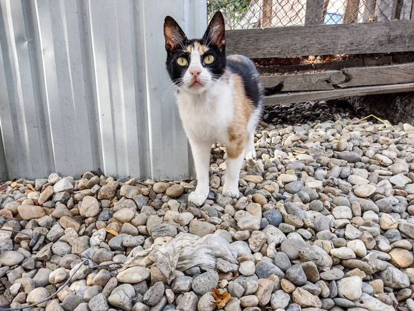 Gato Nas Rochas Verão Roménia — Fotografia de Stock