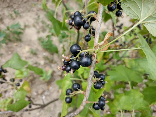 Los Arándanos Jardín Verano Rumanía —  Fotos de Stock