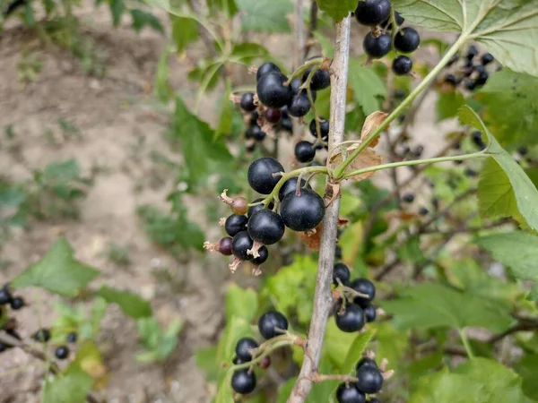 Los Arándanos Jardín Verano Rumanía —  Fotos de Stock