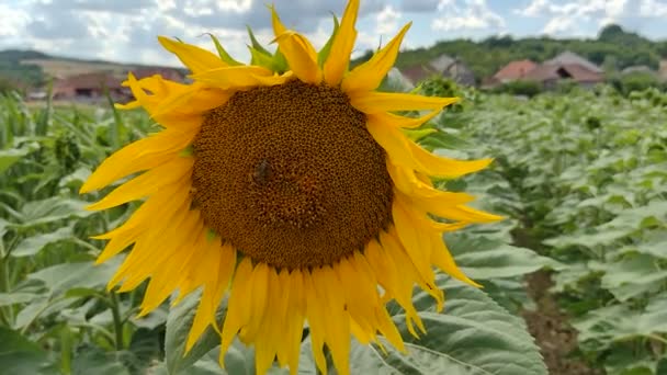 Girasol Con Una Abeja Verano Condado Maramures Rumania — Vídeos de Stock