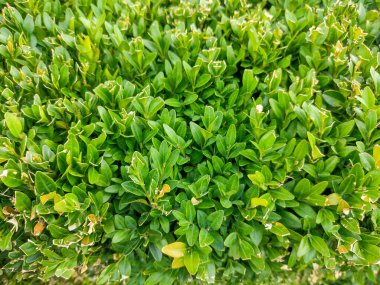 Buxus sempervirens bitki - makro görünüm